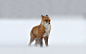 General 1920x1200 fox snow animals winter cold