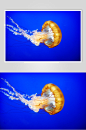 水母游泳高清摄影图片
