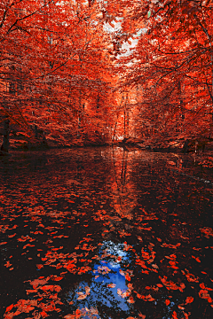 朝紅顏、暮枯骨☀采集到枫