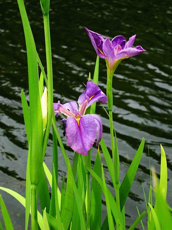 鸢尾花
