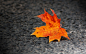 Fallen leaf by Tinx  on 500px