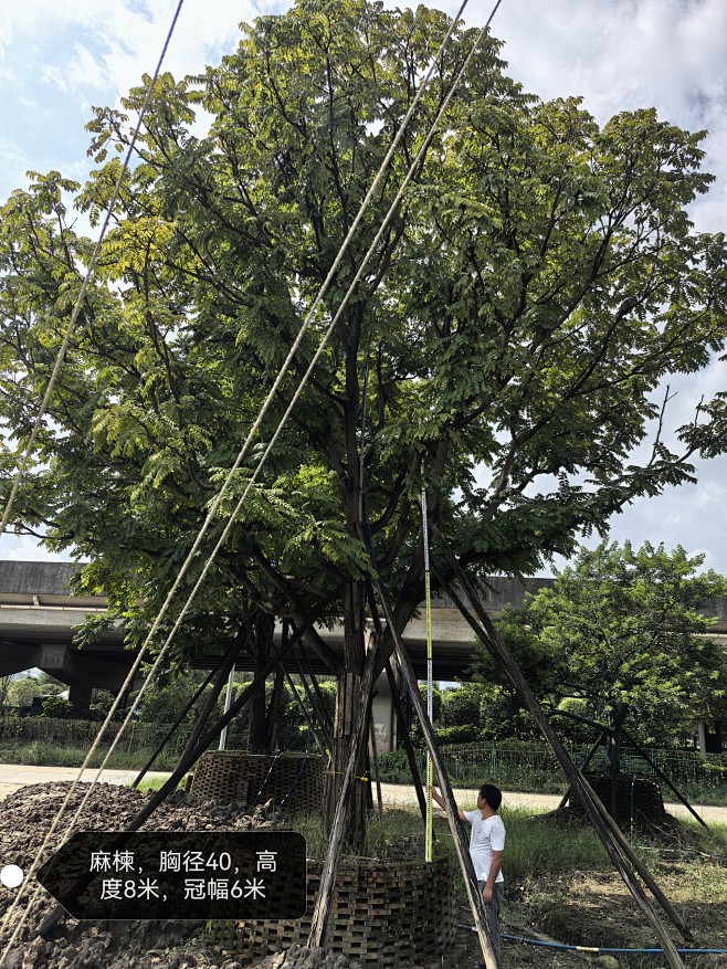 麻楝4