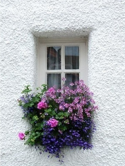 花的素颜在窗台上绽放