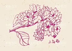 手绘三角梅  - 源文件下载【酷图网】花,花草,植物,植物花草,三角梅,手绘,手绘花草,手绘三角梅,手绘植物,卡通植物,速写,速写植物,速写三角梅