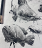 Fish sketches