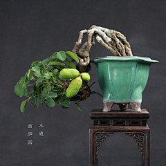 如沐春风20122012采集到盆栽艺术与花 艺