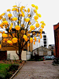 "Bloom" umbrella installation art by Sam Spencer