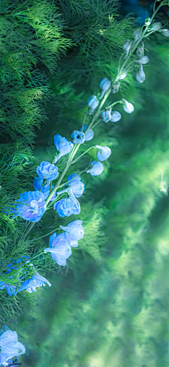 白嘟嘟~采集到花花