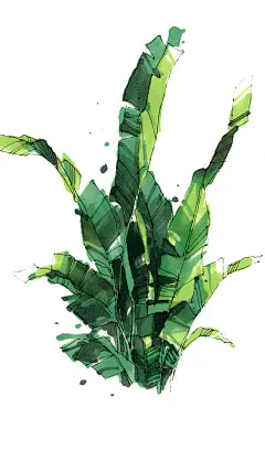 手绘芭蕉，清新自然，iphone6plus壁纸