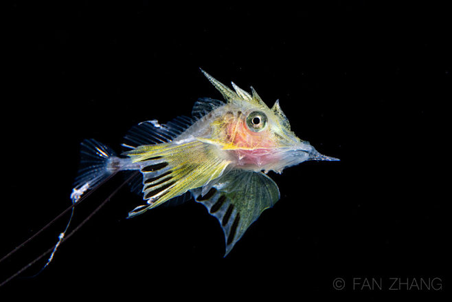 黄鲂鮄科（Peristediidae）鱼...