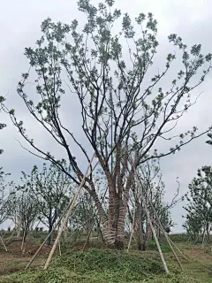 丛生朴树孤植-花瓣网