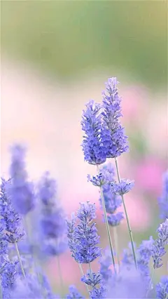 唯美花海_LoveRose手机壁纸高清大图下载