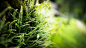 Switzerland ferns grass green macro wallpaper (#2872582) / Wallbase.cc