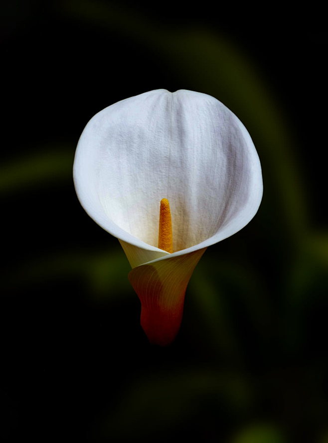 white and orange flo...