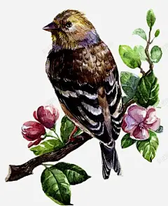 油彩画鸟 创意素材