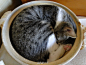 在冬季，将砂锅打开放置于房间空旷处，没多久就能收获一锅热乎乎的猫咪啦
