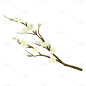 手绘白色梨花花卉植物元素