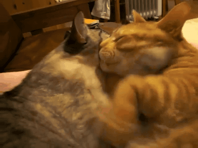 说好的猫爪在上呢?