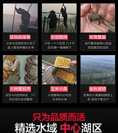 10只装 中秋胡农牌大闸蟹礼券提货券礼盒装螃蟹卡券定制全母3两-tmall.com天猫