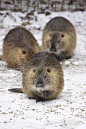 巨水鼠
Nutria or Coypu (Myocaster coypus) Wildpark Schwarze Berge
The coypu (from Spanish coipú, from Mapudungun kóypu), (Myocastor coypus), also known as the river rat or nutria, is a large, herbivorous, semiaquatic rodent and the only member of the family 