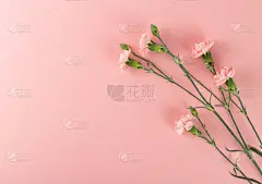 新鲜康乃馨花束石竹或石竹