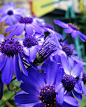 瓜叶菊Florists Cineraria，叶子像瓜叶，花朵很小，似菊，故名瓜叶菊；春天到来的时候，开红黄蓝紫各色的花，静静的，不修饰，不矫情。花语是： 喜悦，快活，快乐，持久的喜悦，长久的光辉 。