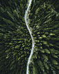 confirous tree forest aerial view in north america