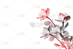 玫瑰,花蕾,清新,背景分离,边框,情人节卡,壁纸,春天,植物,康乃馨