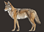 Quarry Hill Nature Center | Minnesota Mammals : Life sized realistic illustrations of native mammals in a painterly style.