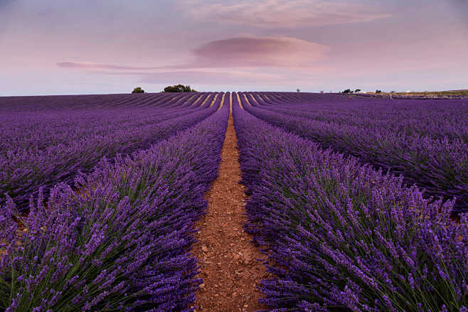 浪漫花海romanticflowerseabynini秀on500px