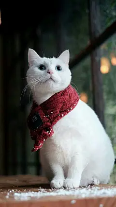 猫咪——下雪了