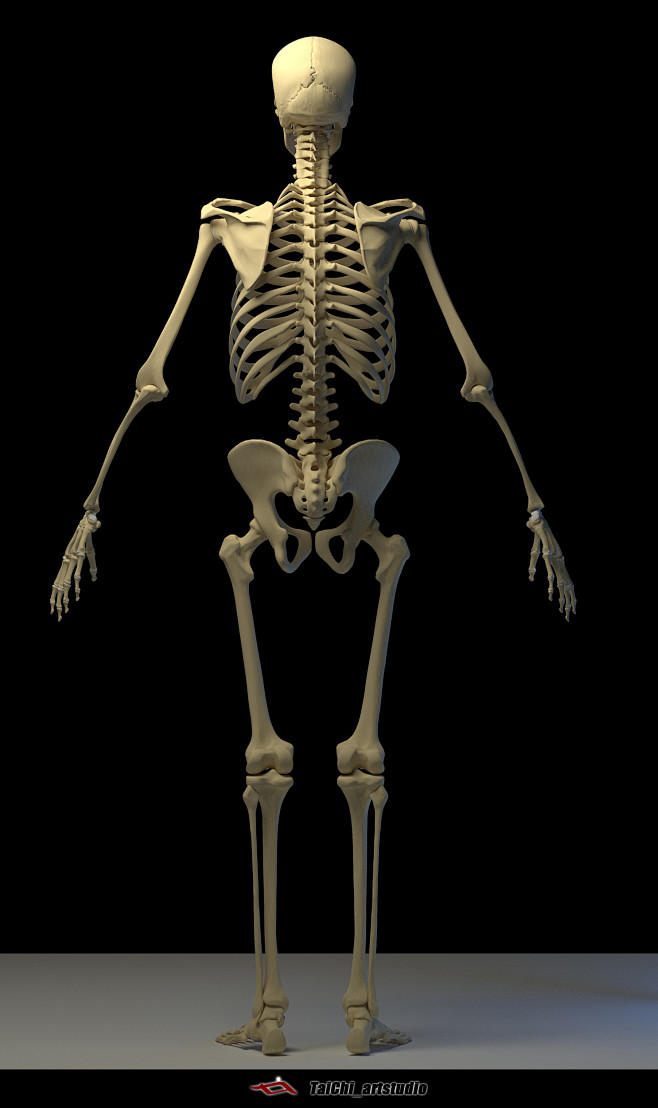 Human skeleton, Tai ...