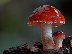 、雨茜采集到蘑菇