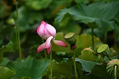 夏天夏季夏日荷花盛开荷叶莲蓬花卉壁纸美景图片下载