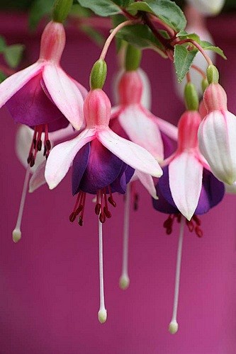 紫红色的La康帕内拉
Fuchsia L...