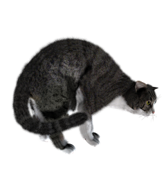 我也不知飘向何方采集到猫