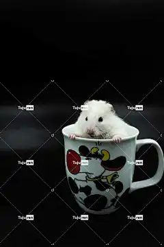 仓鼠 杯子 美丽的壁纸 自然 生物 可爱的 国内的 吃 眼睛