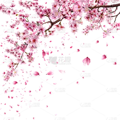植物通用实景樱花花枝飘花瓣元素素材