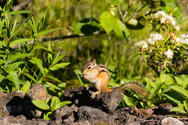 リスといえば 花栗鼠公園開放(小樽市)| 多明哥 栗鼠 イラスト