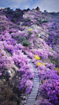 这里林木葱茏、百花争奇斗艳，爬山看景就来青岛大珠山吧！©视觉中国