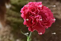 康乃馨 花壁纸 花卉背景 花 植物 花园 盛开 植物群