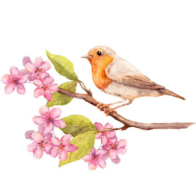 花、鸟PNG