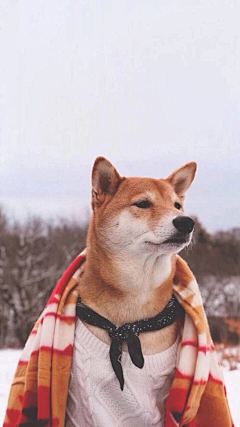 Autumn❤采集到萌宠