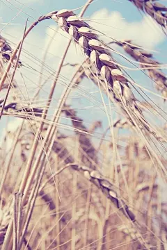 田里的小麦绿色养眼高清图片手机壁纸