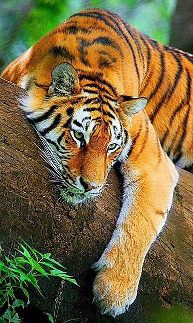 ♂ Wild life photogra...