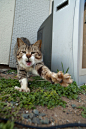 私喵领地

  
  
  
在日本福冈，这是一个真正的猫天堂。摄影师Fubirai 用了5年的时间在这里拍了无数的猫咪照片。这些猫有当地的渔民喂养，空旷的街道统统是他们的私喵领地~

(21张)