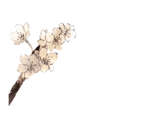 不见荷丶采集到植物花枝花簇PNG