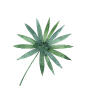 水彩 花圈 热带雨林 动物 植物 鸟类 烈火鸟 冰淇淋 PNG免抠图 11