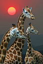 Animals images