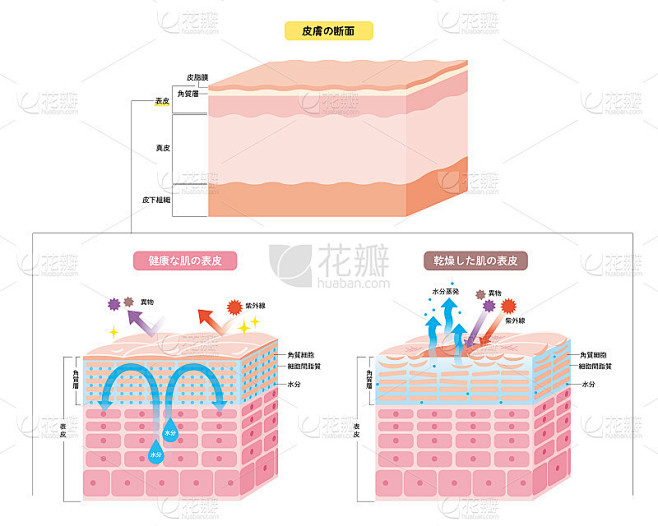 皮肤表皮、皮肤结构、皮肤图、美容